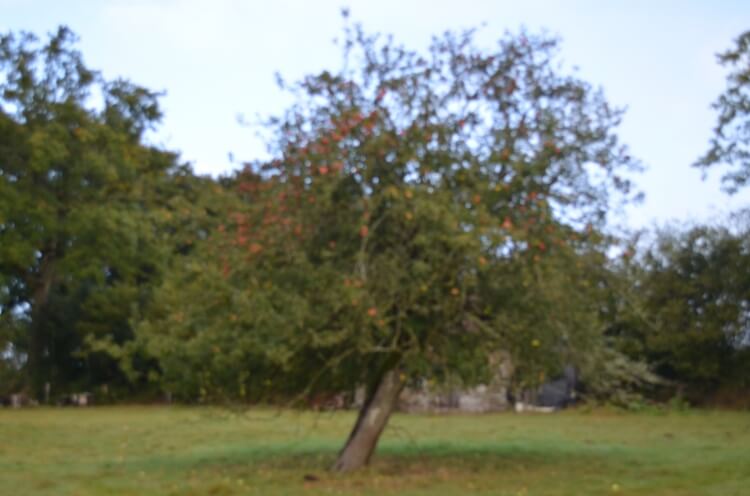 userfiles/produit/5459/arbre_var_36_binet rouge.jpg